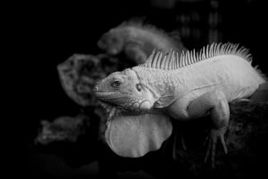 プロペシアとジェネリックの違いは何ですか？