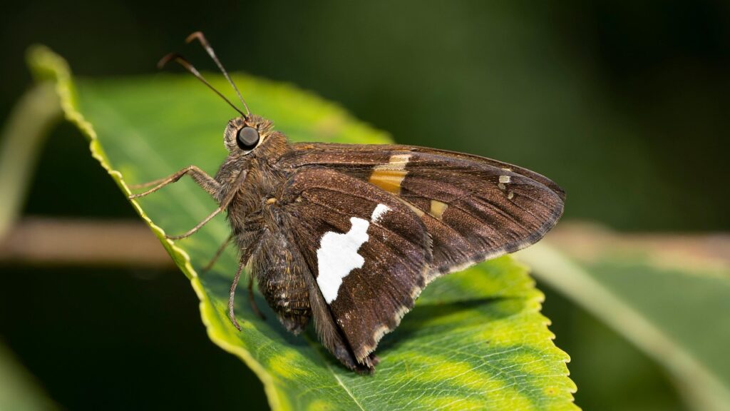 育毛剤には副作用があるのか？
