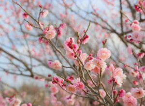 AGA治療のモニター参加における条件と注意点は？