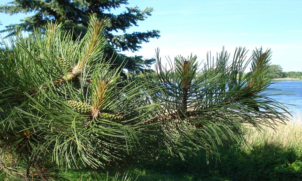 岡山でAGAのオンライン診療を受け取りする方法は？