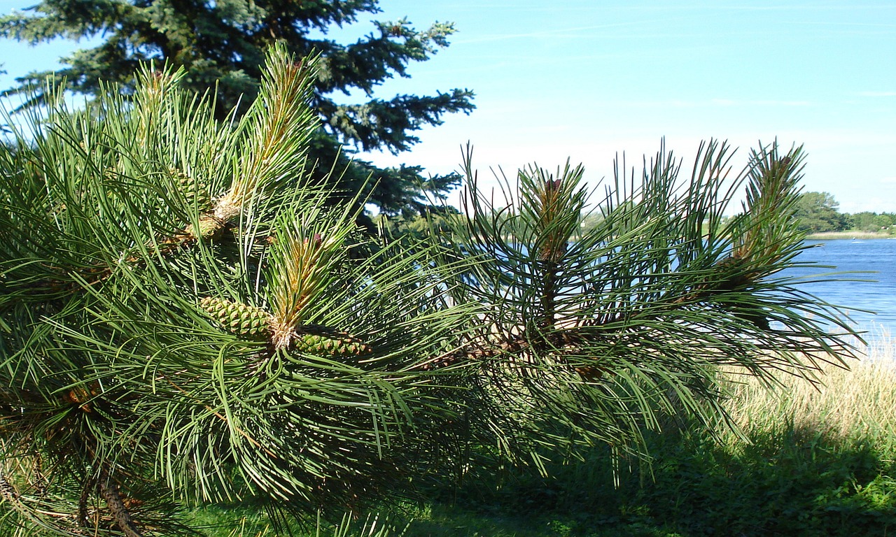 新潟でAGAの初診当日に処方が可能なクリニックは？