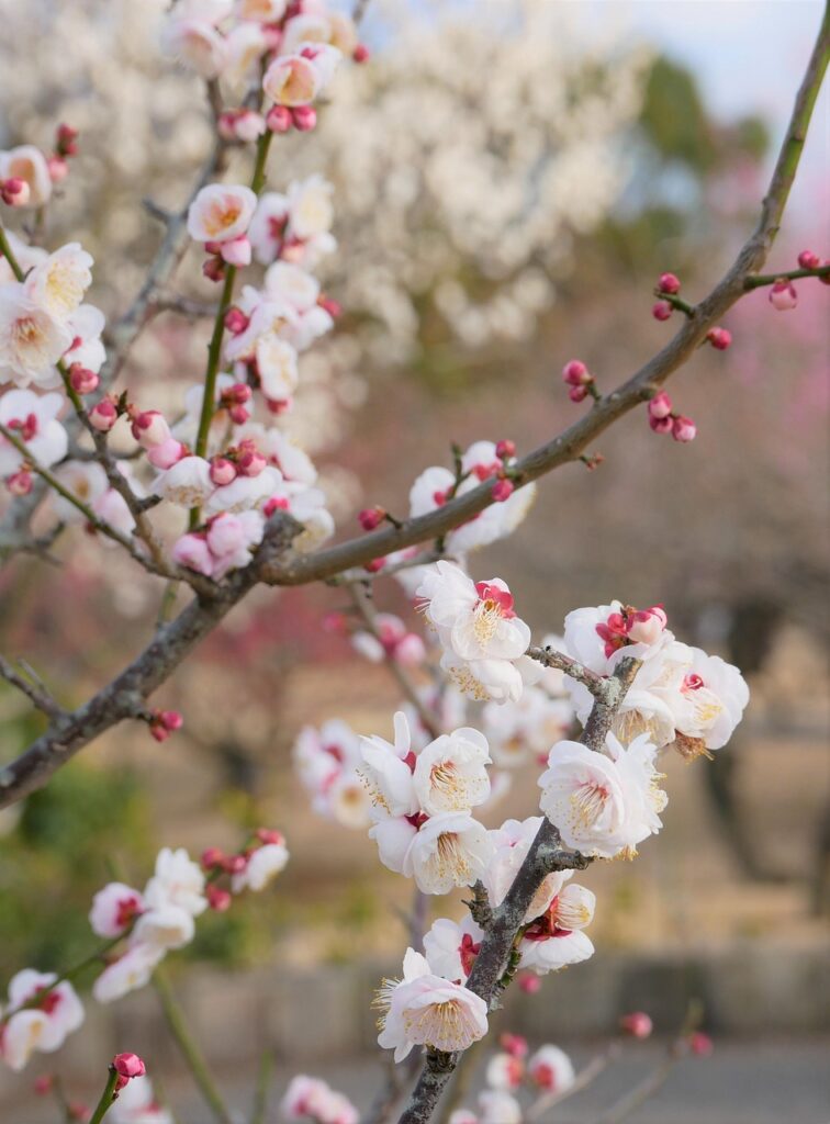 AGA治療における薬の個人輸入は本当に危険なのか？