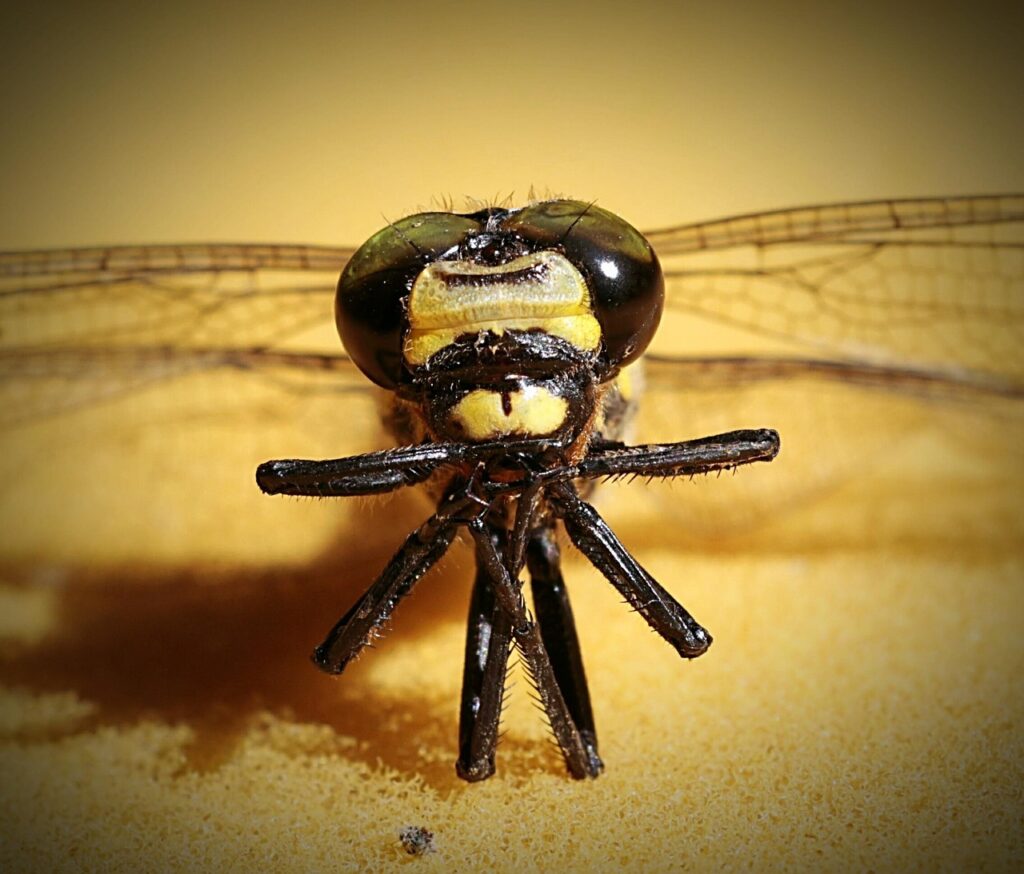 フィナステリドを飲み忘れた場合はどうするべき？