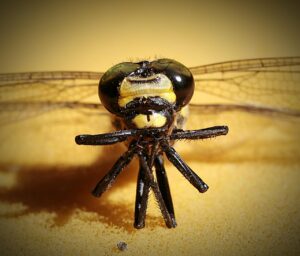 フィナステリドを飲み忘れた場合はどうするべき？